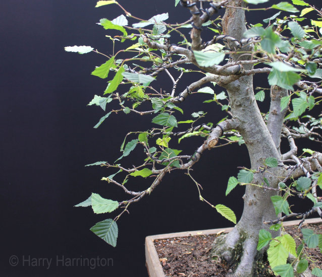hornbeam bonsai